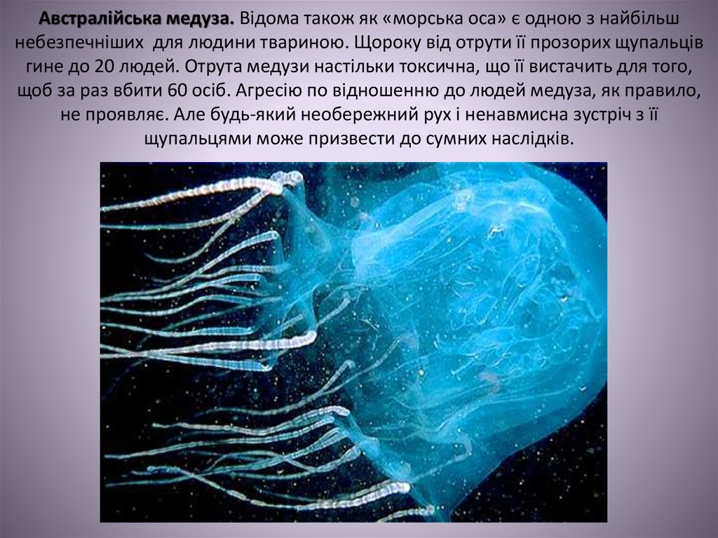 Австралійська медуза. Відома також як «морська оса» є одною з найбільш небезпечніших для людини твариною. Щороку від отрути її