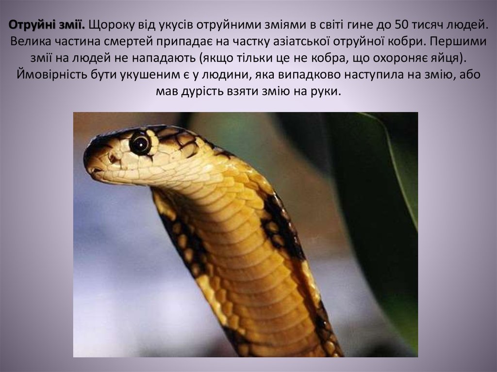 Отруйні змії. Щороку від укусів отруйними зміями в світі гине до 50 тисяч людей. Велика частина смертей припадає на частку