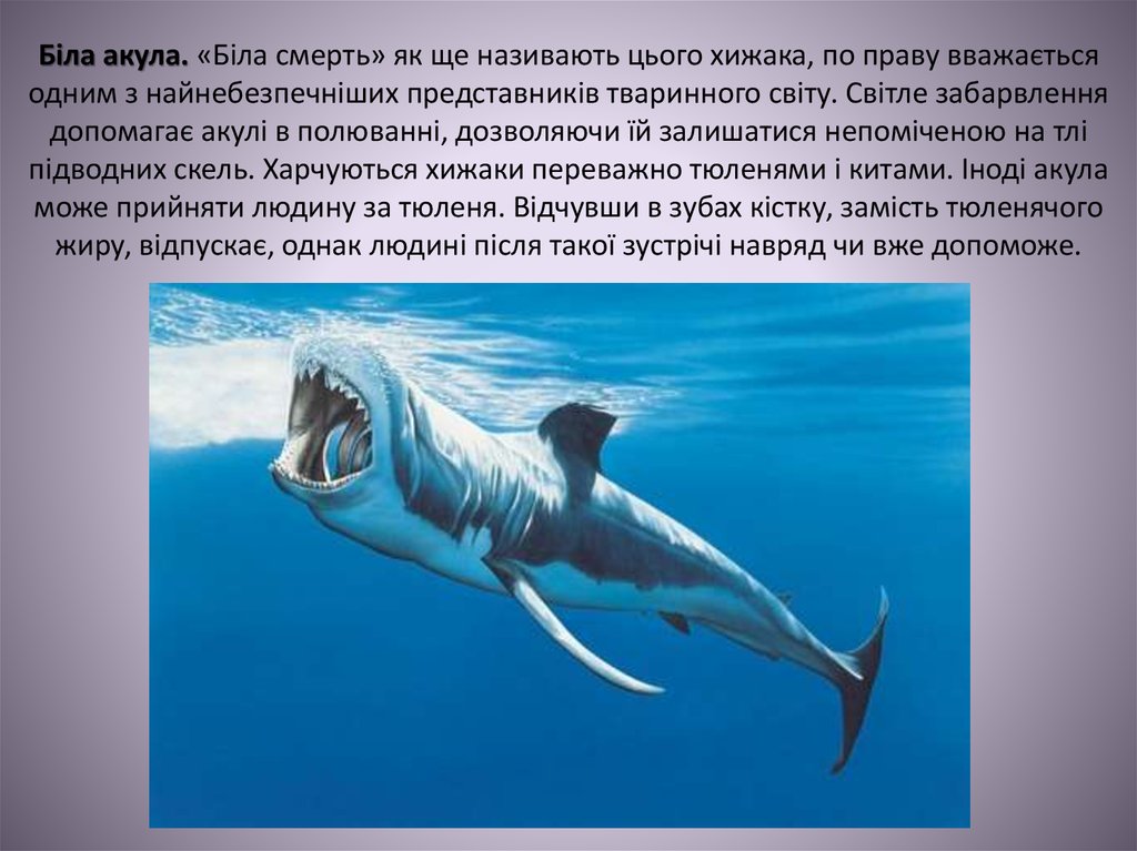 Біла акула. «Біла смерть» як ще називають цього хижака, по праву вважається одним з найнебезпечніших представників тваринного