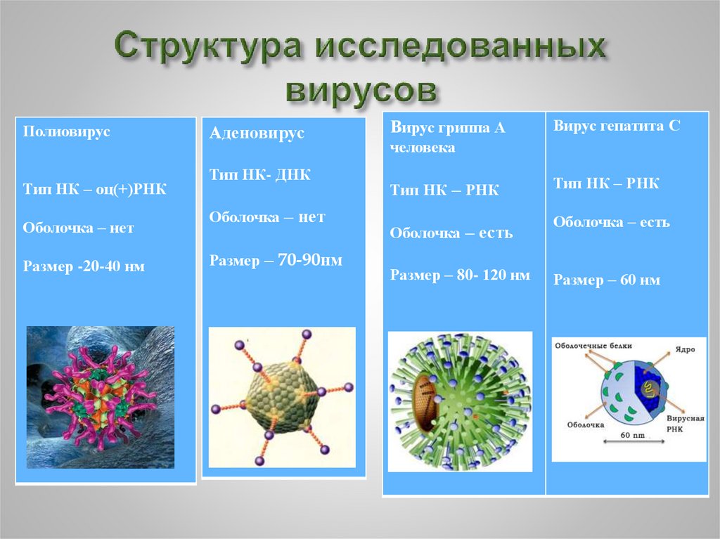 Признаки вирусов биология 5 класс