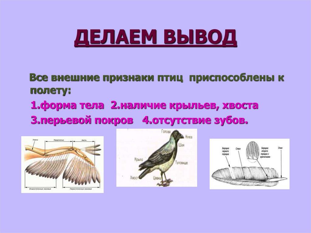 Приспособления к образу жизни птиц. Признаки птиц. Класс птицы. Отличительные признаки птиц. Признаки внешнего строения птиц.