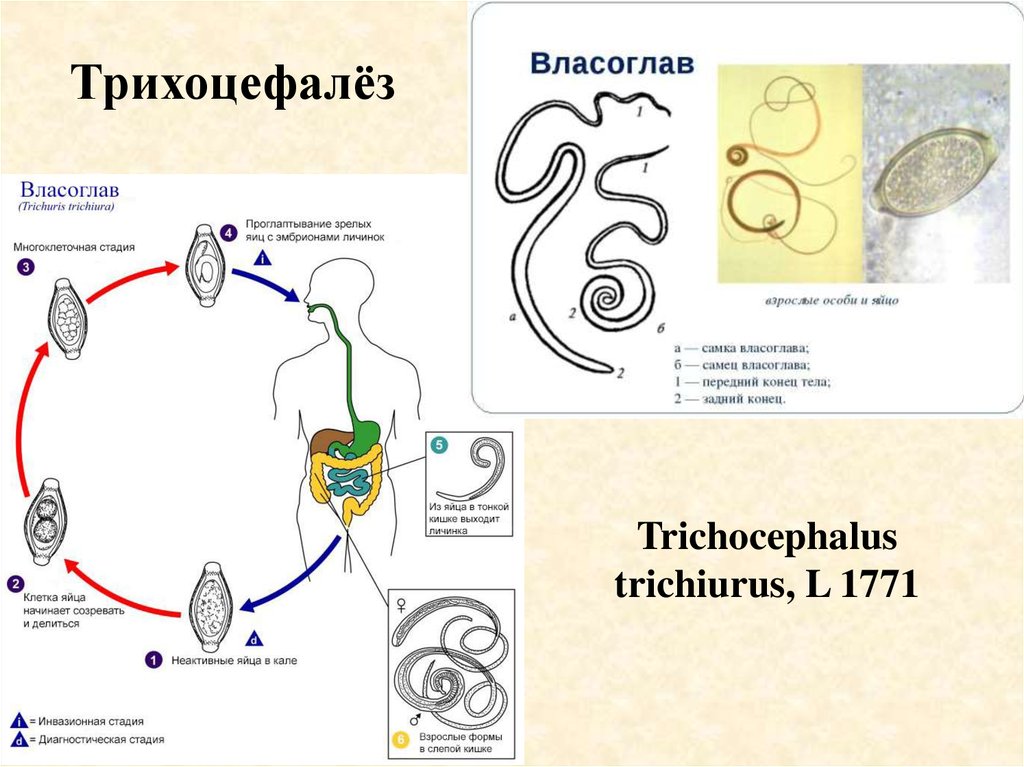 Власоглав симптомы. Цикл трихоцефалез трихиурус. Власоглав (Trichocephalus Trichiurus, прежнее название — Trichocephalus dispar). Trichocephalus Trichiurus жизненный цикл.