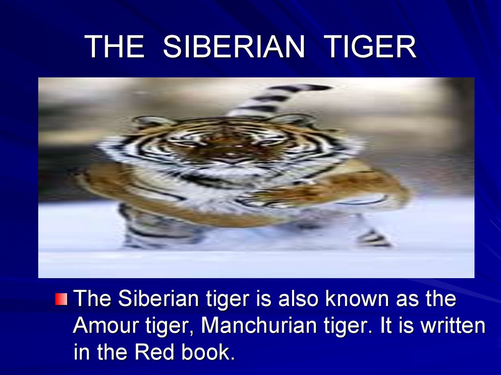 THE SIBERIAN TIGER