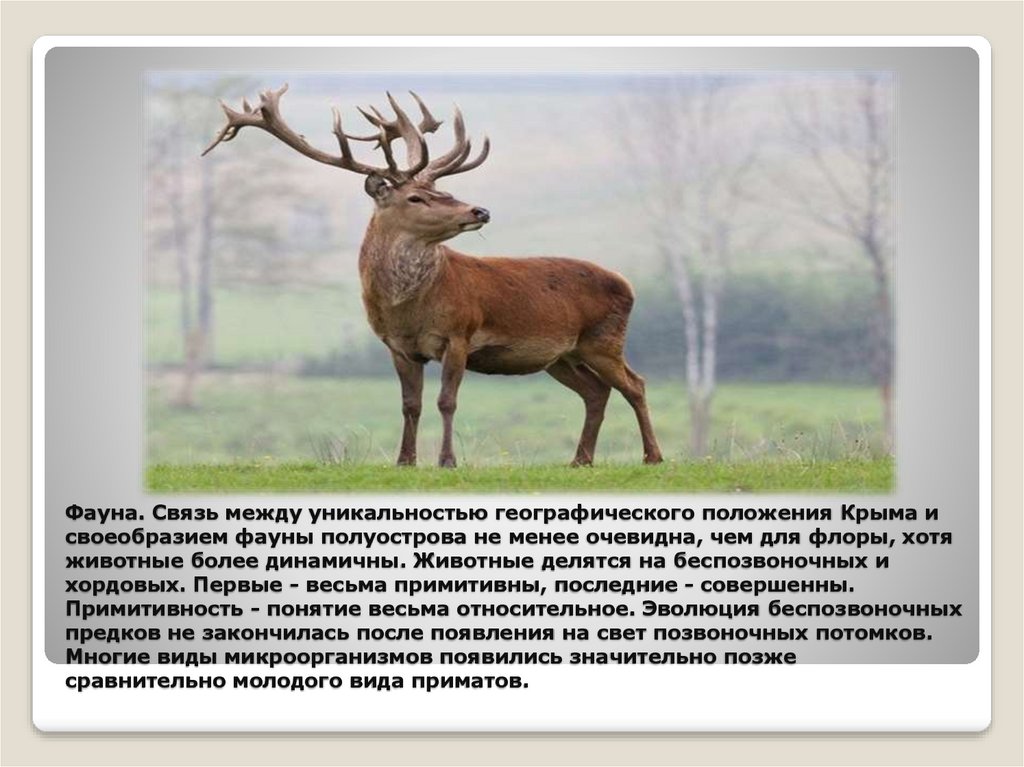 Фауна. Связь между уникальностью географического положения Крыма и своеобразием фауны полуострова не менее очевидна, чем для
