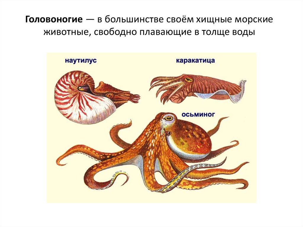 Презентация по биологии 7 класс моллюски класс головоногие