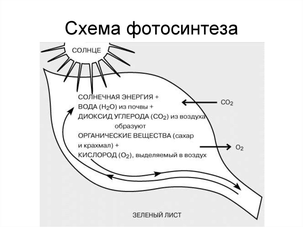 Схема фотосинтеза