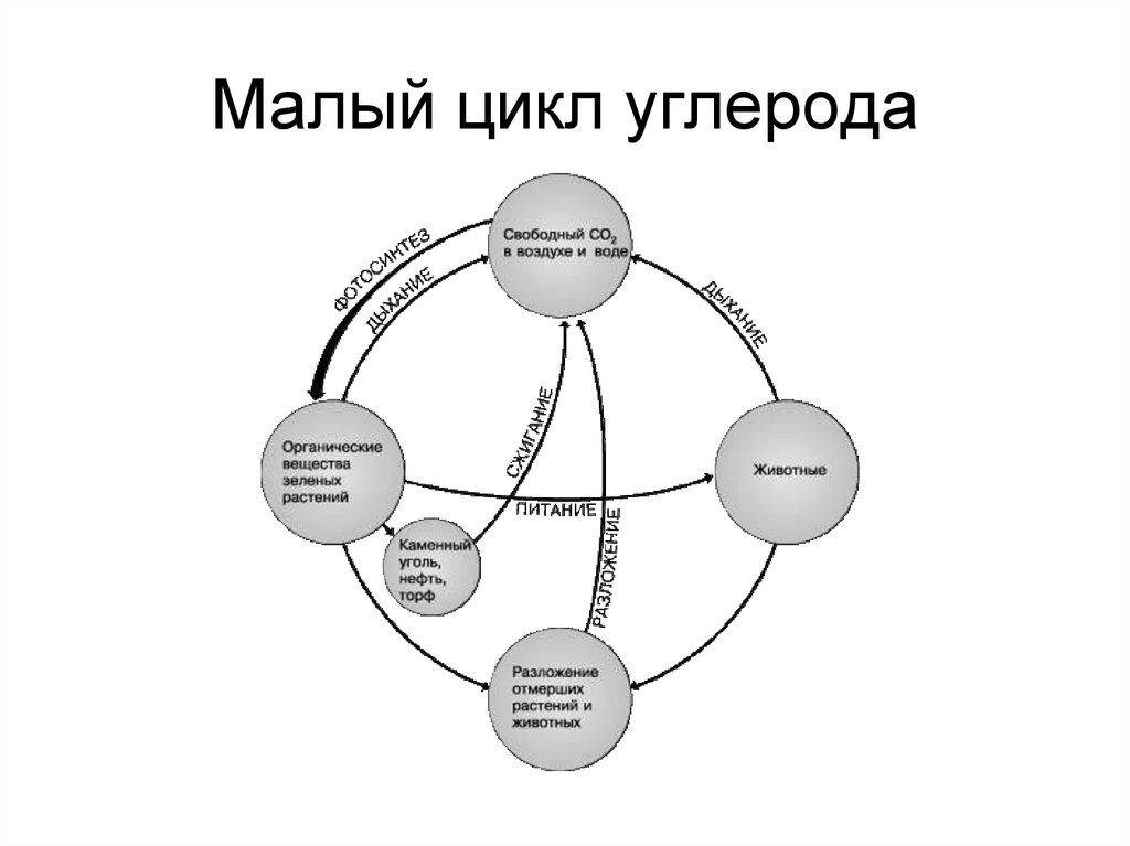 Схема биогеохимического цикла углерода