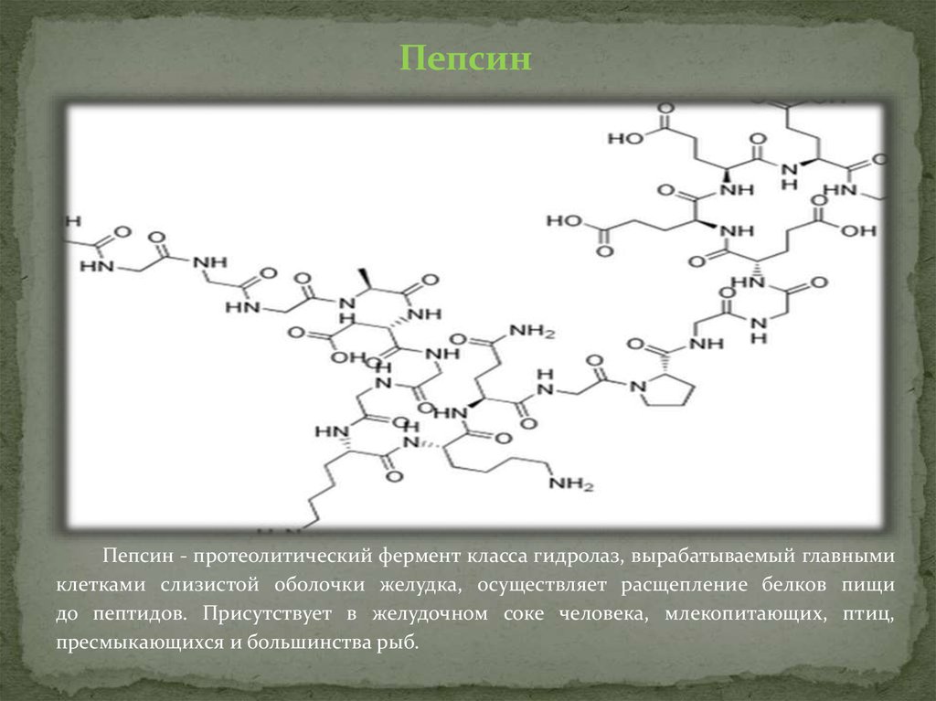 Ферменты распада белков. Химическое строение пепсина. Пепсин структура. Пепсин формула структура. Пепсин структурная формула.