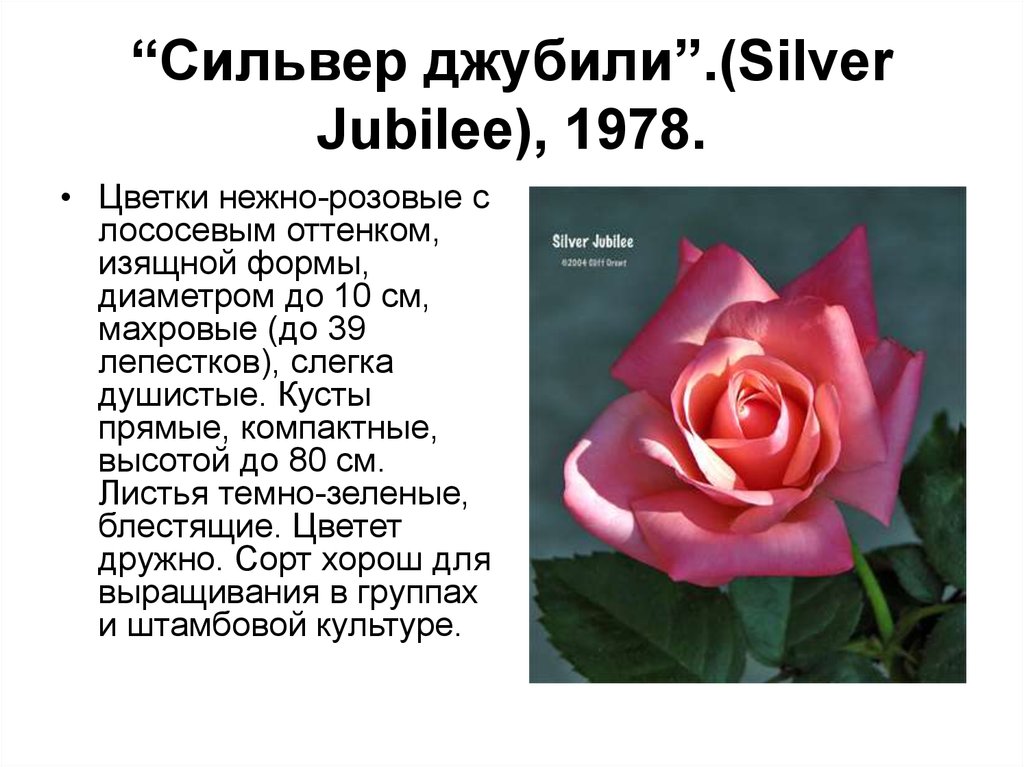 Кратко о розе. Доклад о Розе 2 класс. Презентация роза роса. Silver Jubilee. Розочка для сообщения.