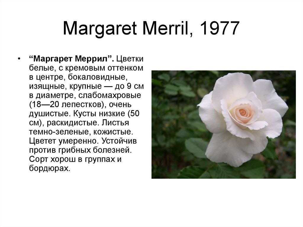 Интересные факты о розе. Самая интересная роза. Реферат про розу. Доклад о Розе 2 класс.