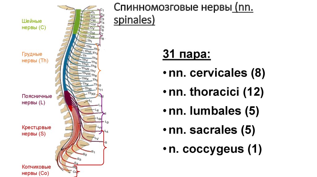 Сколько живет нерв. 31 Пара спинномозговых нервов. Спинномозговые сплетения анатомия. 12 Пар спинномозговых нервов анатомия. Сплетения спинномозговых нервов схема.