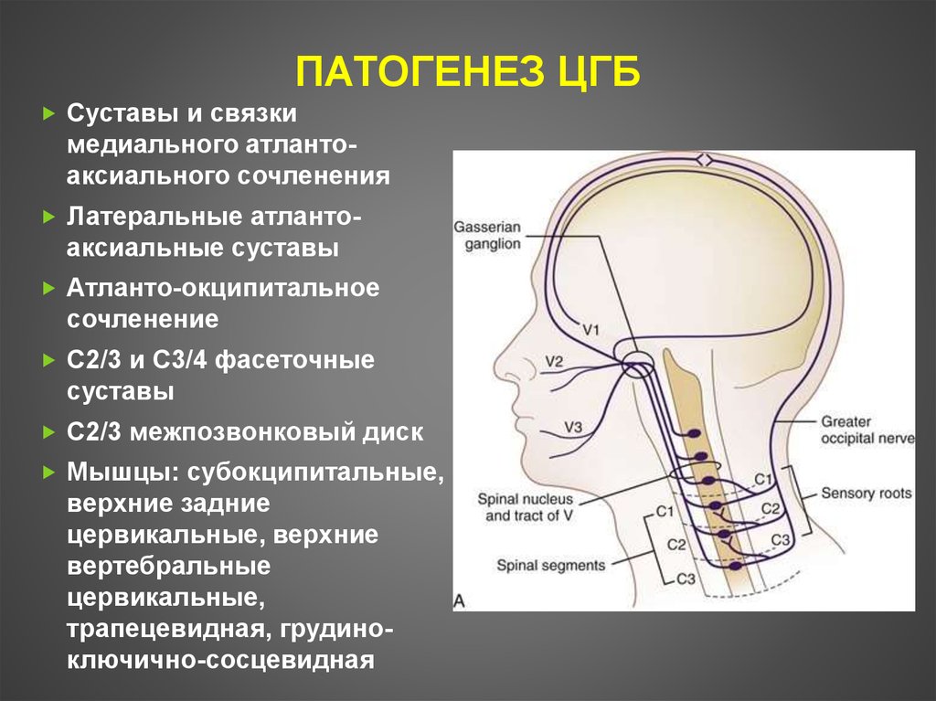 Атланто аксиальное сочленение