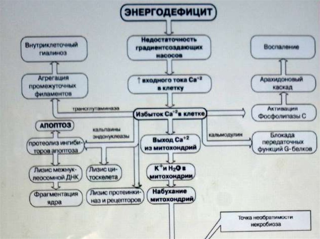 Презентация на тему гипоксия