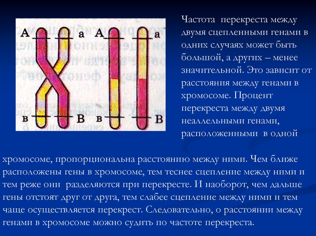Частота нарушения сцепления генов. Перекрест между генами. Гены сцепленные с у хромосомой. Ген в хромосоме расположен. Частота перекреста хромосом зависит от.