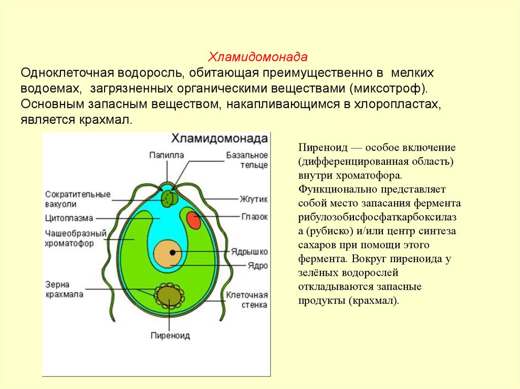 Хроматофор. Строение и функции пиреноид. Пиреноид у хламидомонады это. Хламидомонада миксотроф. Хроматофор у хламидомонады.