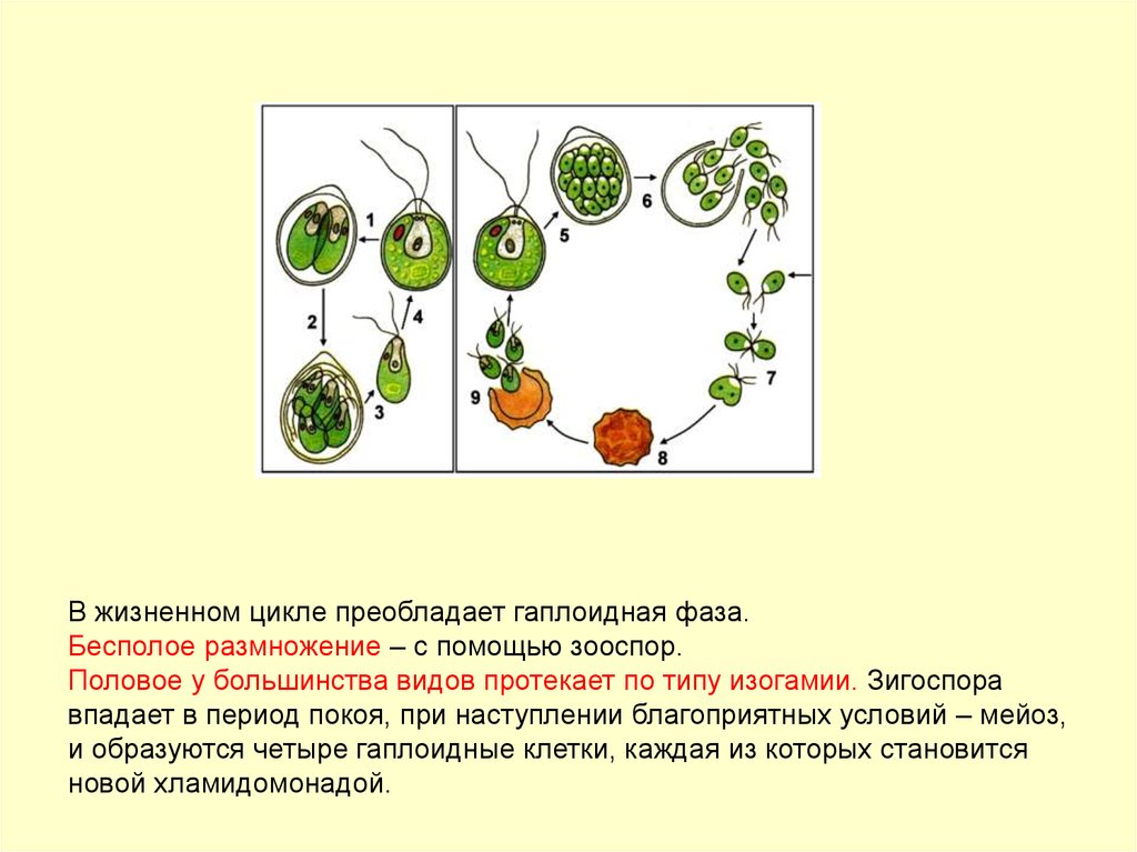 Стадии жизненного цикла зеленых водорослей. Chlorophyta отдел зелёные водоросли. Жизненный цикл зеленых водорослей. Отдел зеленые водоросли размножение. Изогамия размножение.