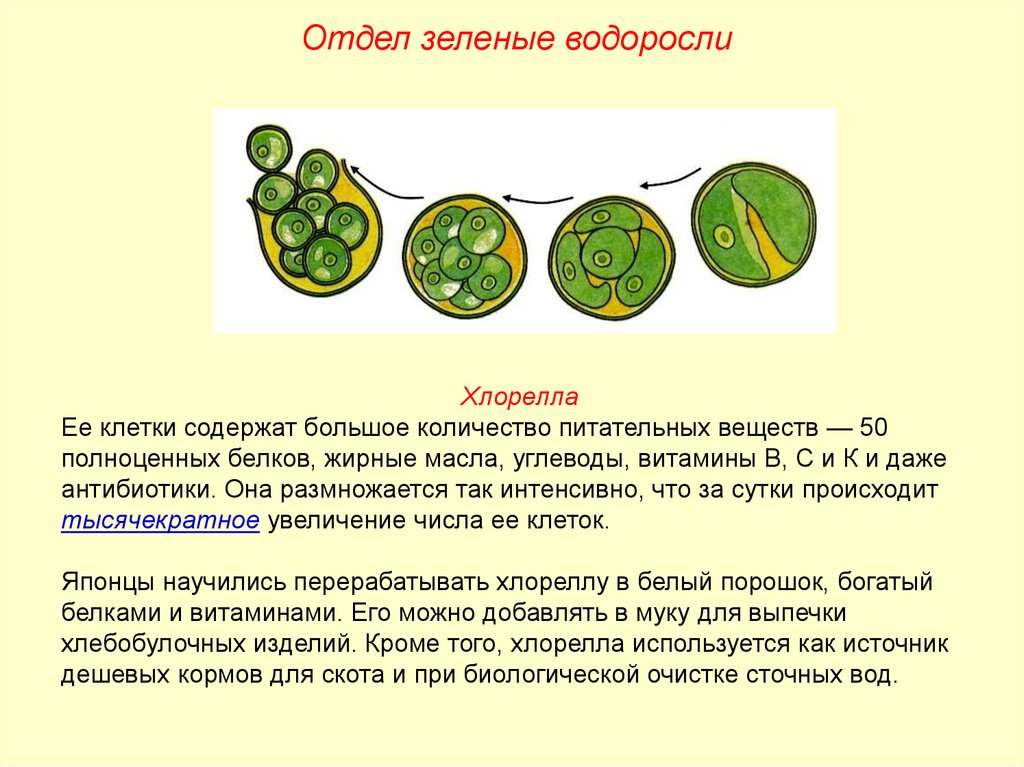 В клетках водорослей содержится