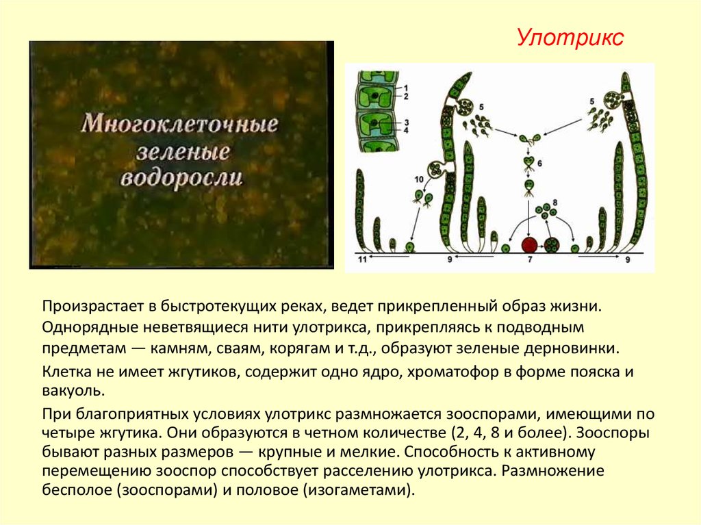 Признаки зеленых водорослей 7 класс. Chlorophyta отдел зелёные водоросли. Интересные факты о зеленых водорослях. Численность зеленых водорослей. Глубина зеленых водорослей.