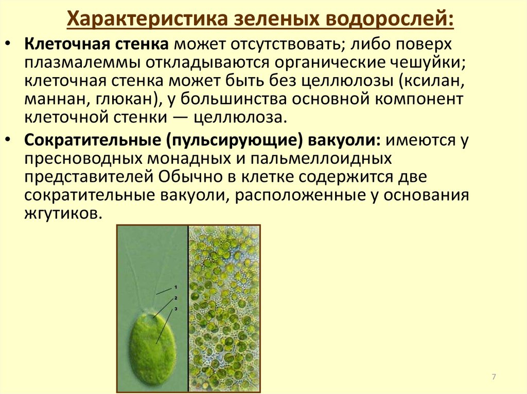 Отдел зеленые водоросли представители