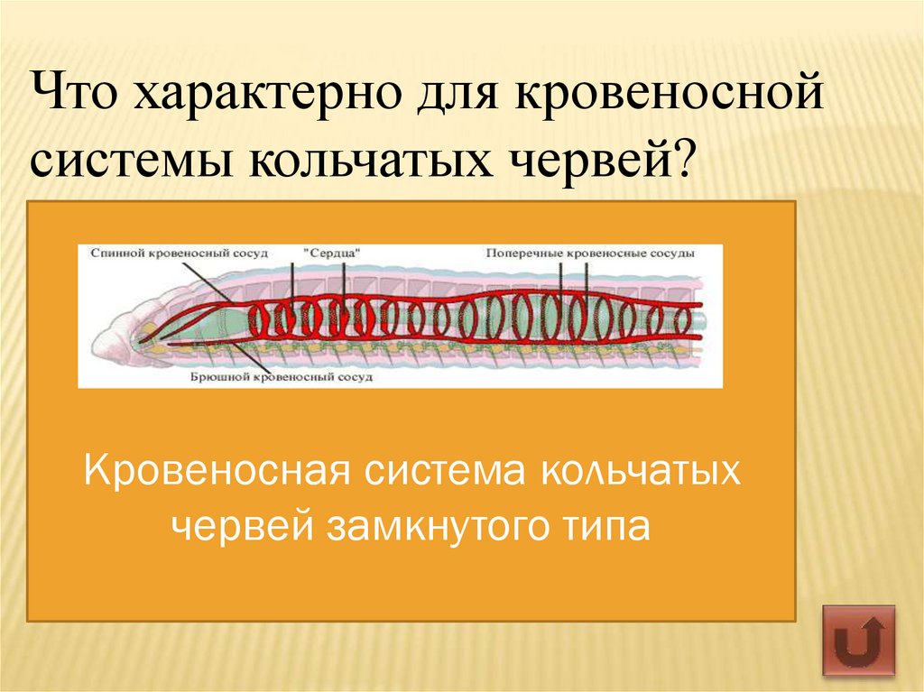 У каких червей замкнутая кровеносная система