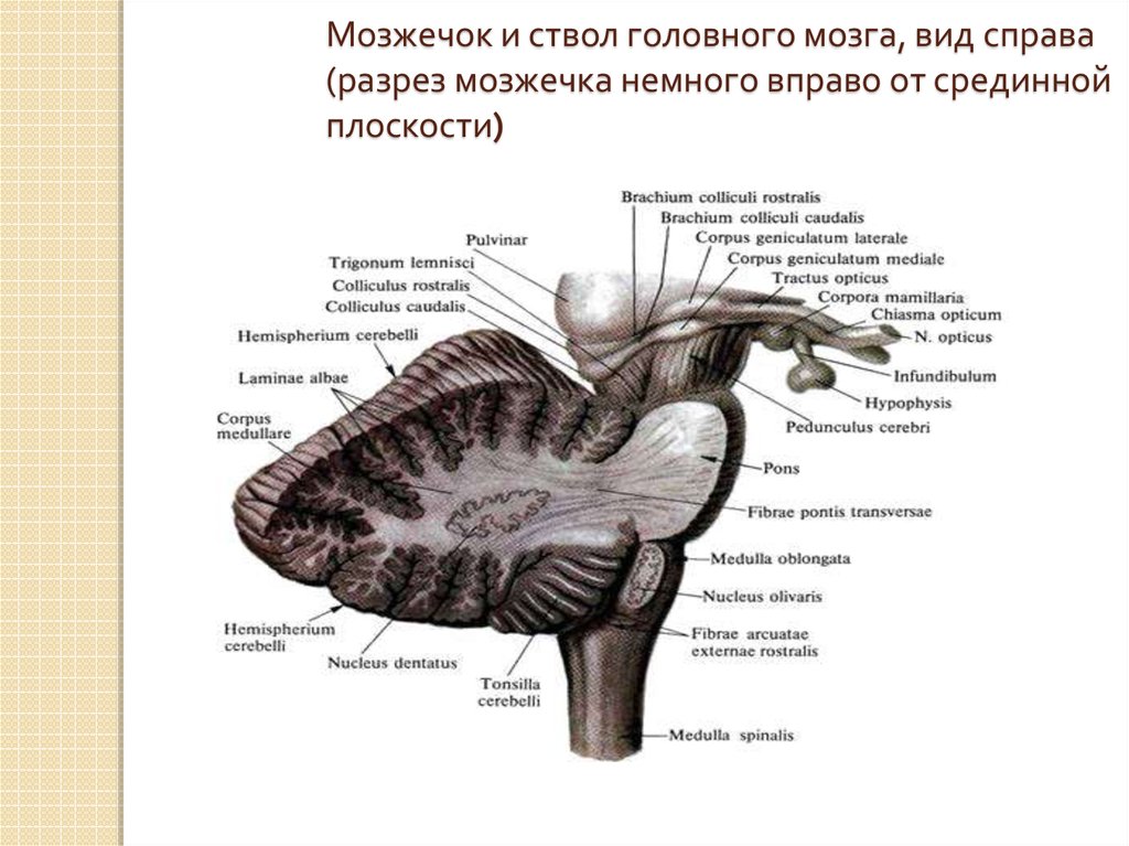 Ствол головного мозга презентация