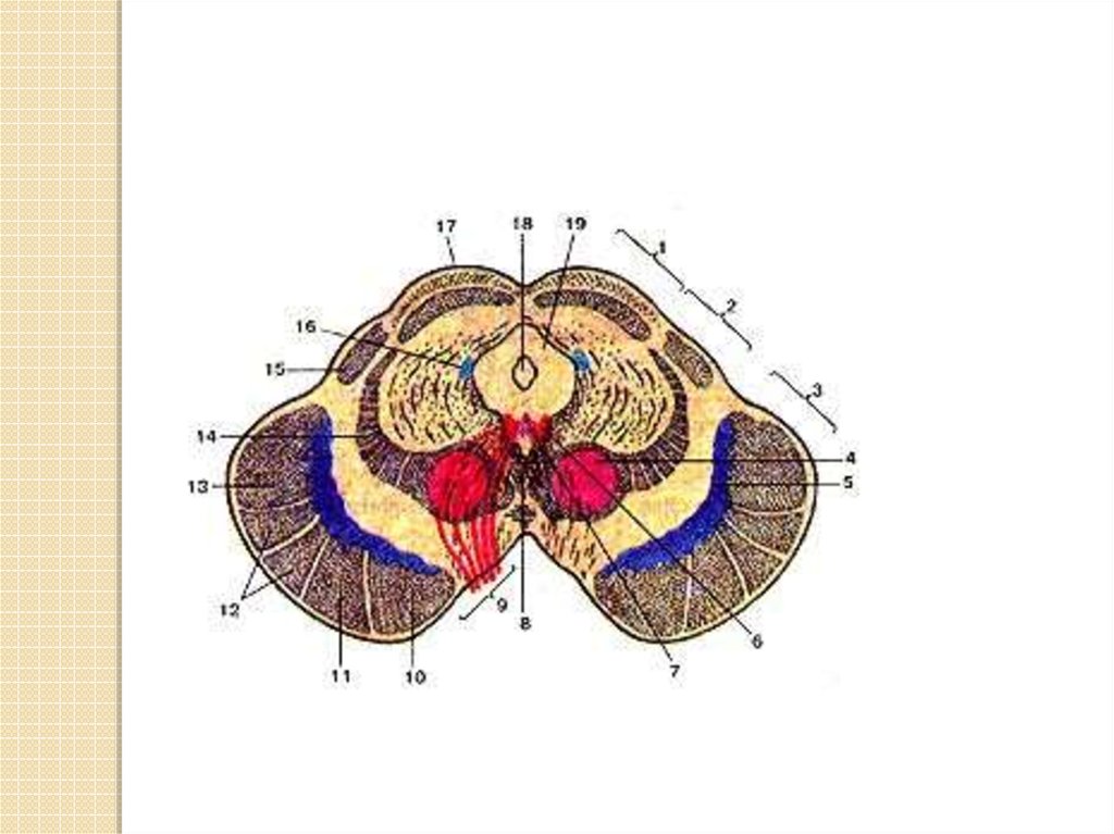 Средний мозг на картинке