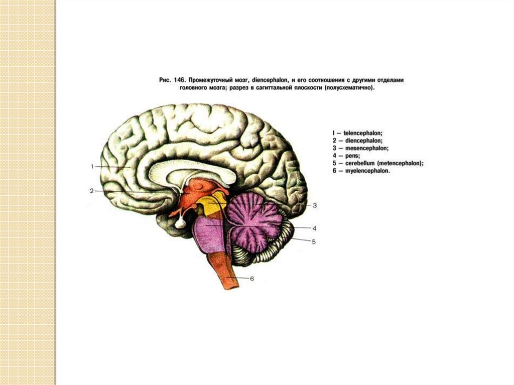 Передний отдел головного мозга включает
