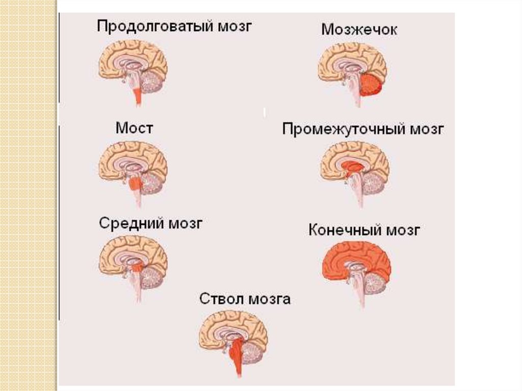 Правильная последовательность расположения отделов ствола головного мозга. Расположение мозга. Мозг и его части схема. Отделы головного мозга 8 класс биология схема. Классификация по расположению мозгов.