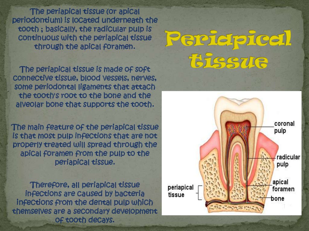 Periapical tissue