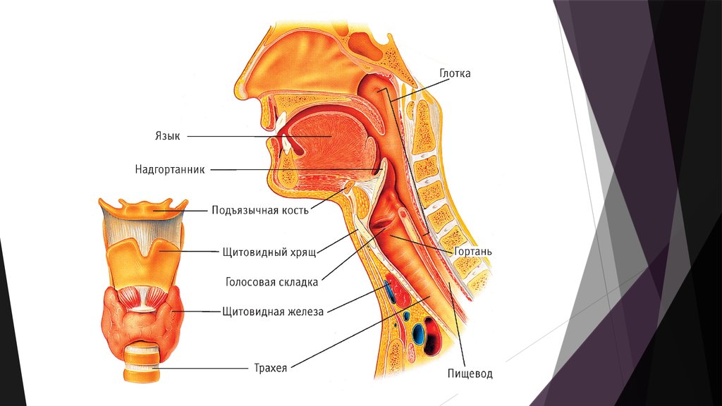 Надгортанник хрящ. Как устроено горло человека для детей. Голосовые связки на английском. Куда попадает пища из глотки.