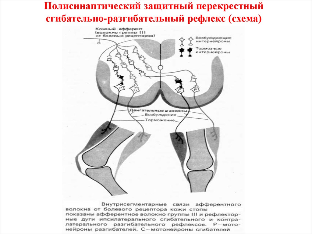 Схема шагательного рефлекса