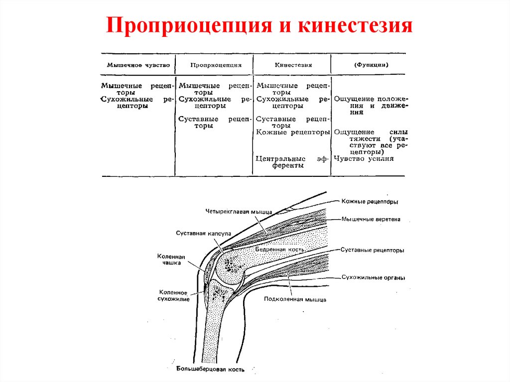 Мышечное чувство строение