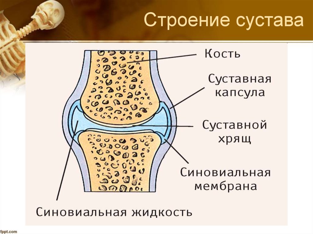 Строение сустава человека рисунок