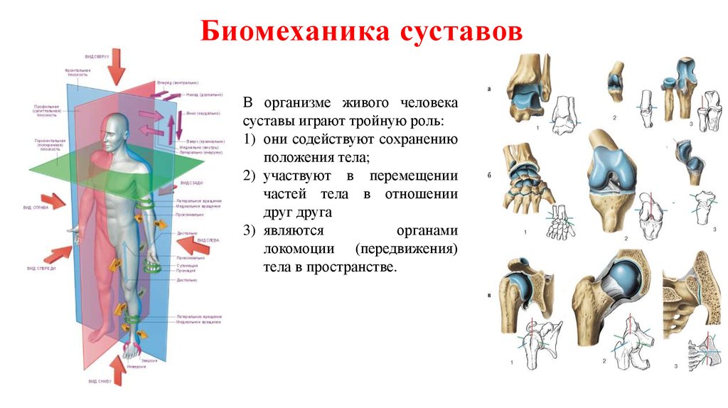 Названия суставов человека. Оси вращения суставов. Строение сустава. Классификация суставов. Биомеханика суставов.. Строение тела суставы. Биомеханика суставов анатомия.