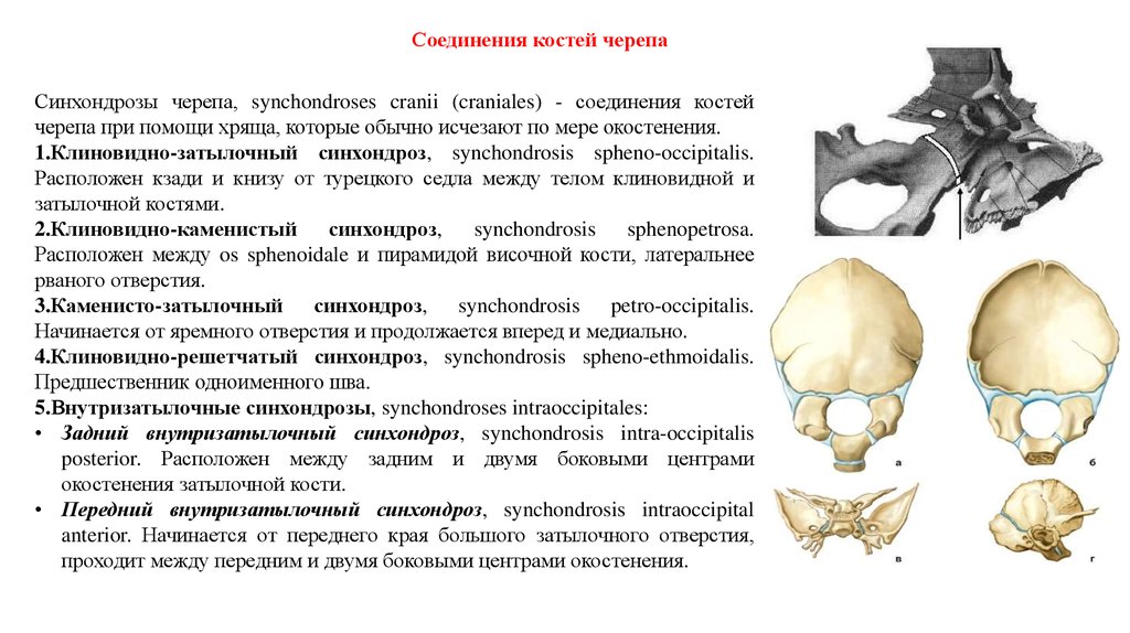 Соединение теменной кости и затылочной. Клиновидно-Каменистый синхондроз. Клиновидно затылочный синхондроз латынь. Временные синхондрозы черепа. Соединение клиновидная кость анатомия костей.