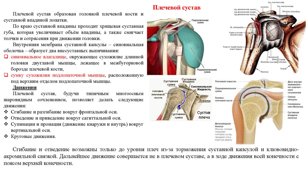 Плечевой сустав анатомия фото строение