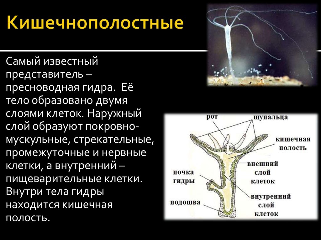 У пресноводной гидры медузы и кораллового полипа