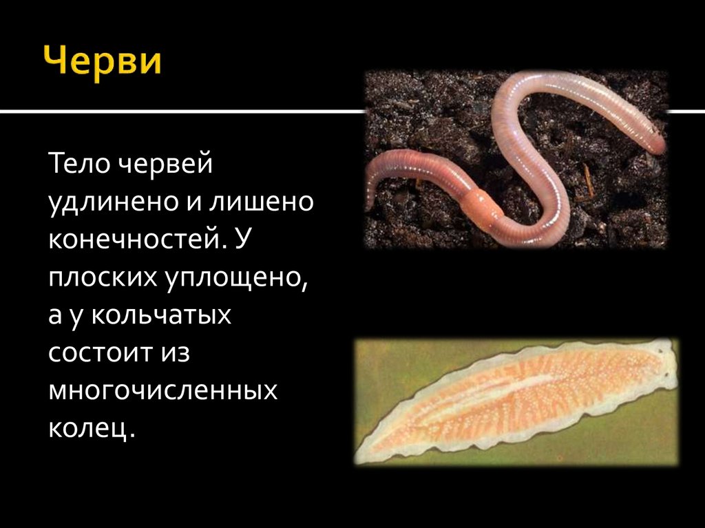 От каких животных произошли кольчатые черви моллюски. Царство червей. Кольчатые черви царство.