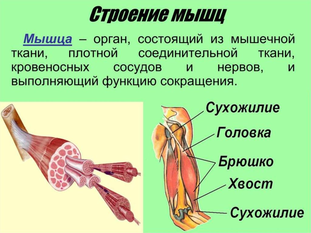 Плотный активный. Строение скелетной мышцы анатомия. Мышечная система скелетные мышцы строение функции. Строение скелетной мышцы вид сбоку. Строение скелетных мышц анатомия краткое.