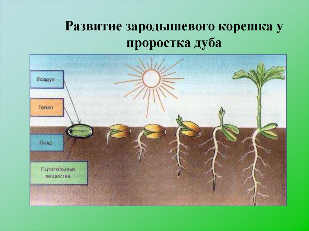 Опишите процесс развития растения пользуясь рисунком