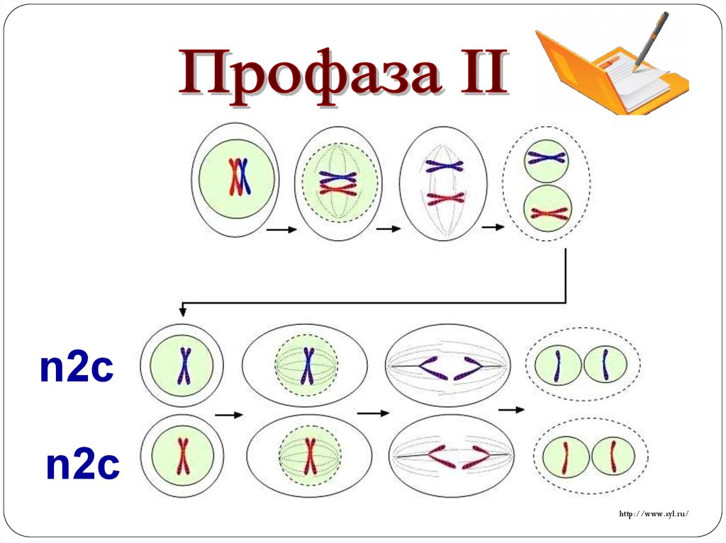 Митоз гаплоидной клетки схема