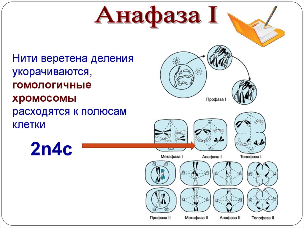 Мейоз в жизненном цикле организмов. Телофаза мейоза 2. Мейоз 2 фазы. Анафаза мейоза 1. Анафаза второго деления мейоза.
