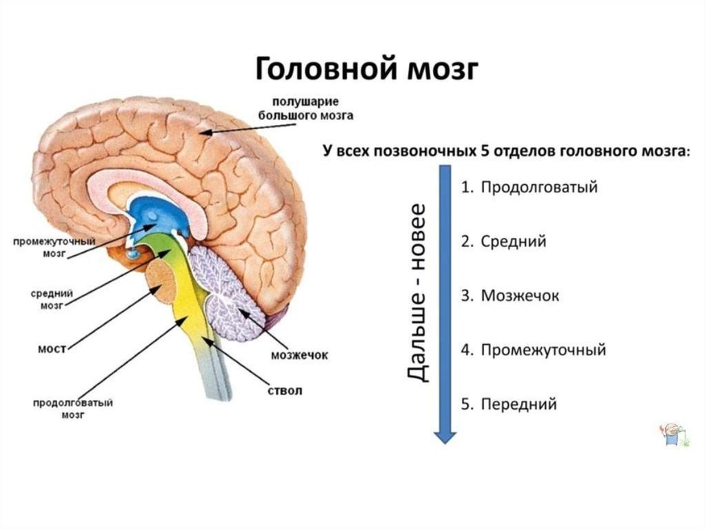 Какие отделы головного мозга хорошо развиты. Строение головного мозга 5 отделов. Функции 5 отделов головного мозга. Структуры образующие пять отделов головного мозга анатомия. Структура отделов головного мозга схема.