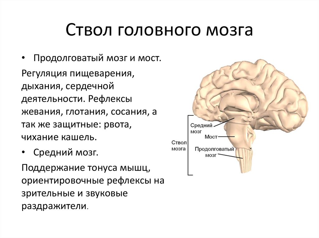 Продолговатый мозг входит в состав. Структуры, составляющие ствол мозга.. Основные структуры ствола головного мозга. Отделы головного мозга составляющие ствол мозга. Строение ствола головного мозга человека анатомия.