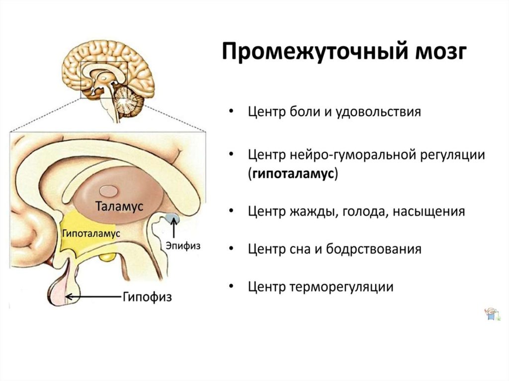 Центр голода в гипоталамусе. Схема строения промежуточного мозга. Головной мозг промежуточный мозг строение и функции. Промежуточный мозг отделы и функции. Промежуточный мозг отделы промежуточного мозга строение.