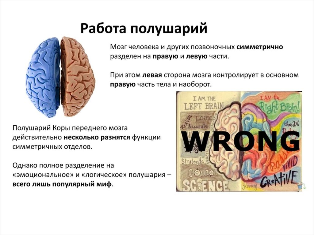 Brain 126. Полушария мозга. Разные полушария мозга. Левое и правое полушарие мозга. Кроссовок полушария мозга.
