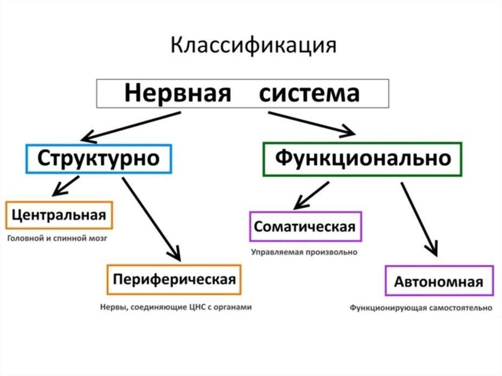 Презентация нервная система человека егэ