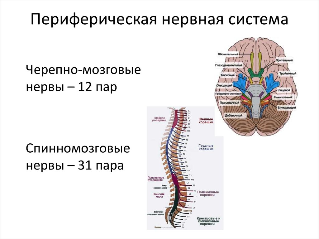 Периферическая нервная система сокращение. Периферическая нервная система анатомия строение. Нервы периферической нервной системы. Строение периферической НС. Структуры, относящиеся к периферической нервной системе.