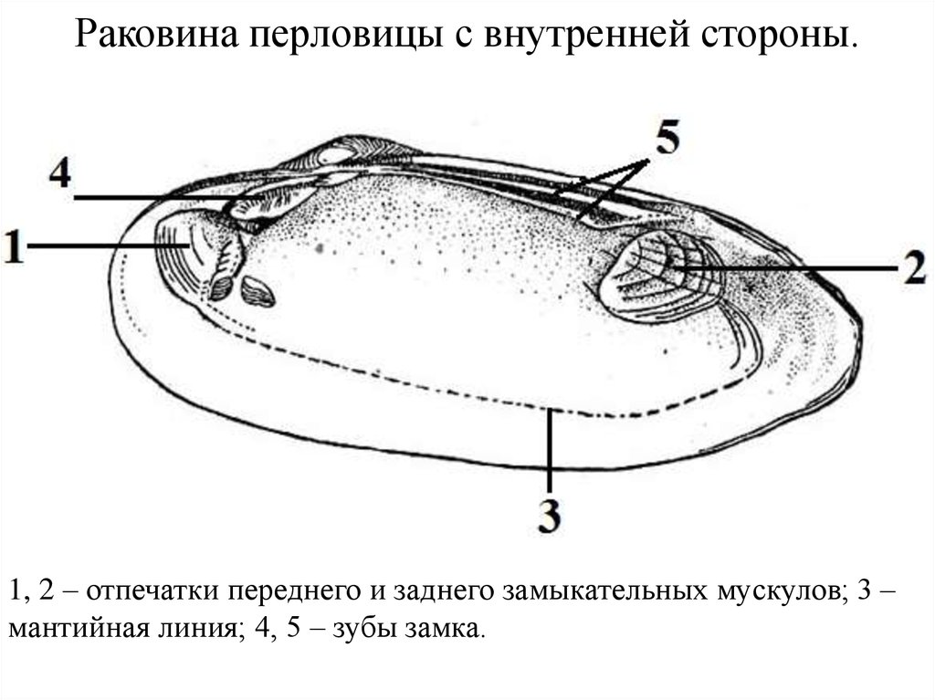 Перловица обыкновенная рисунок