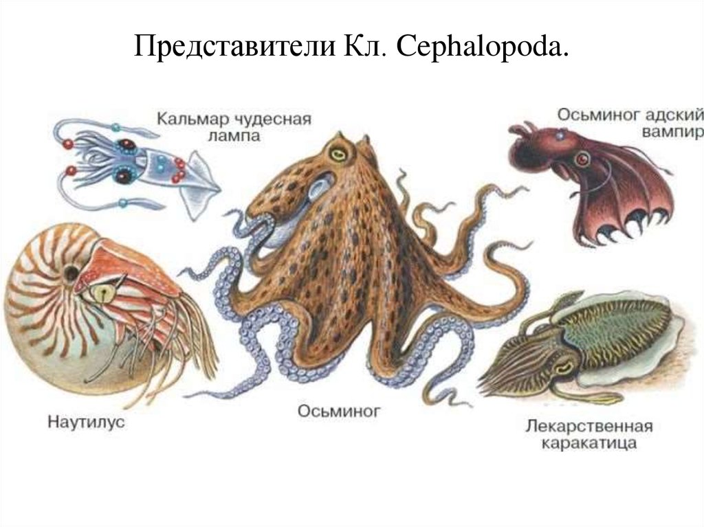 Представители Кл. Cephalopoda.